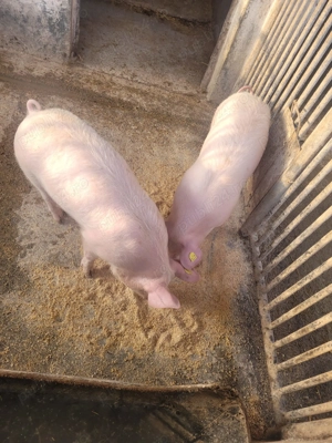 Vând purcei 16  săptămâni - imagine 3