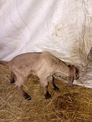 Tapisor din 18 februarie  - imagine 2