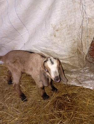 Tapisor din 18 februarie 