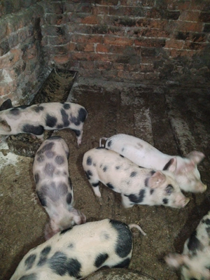 Vând scroafă cu purcei 