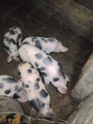 Vând purcei  mai multe detalii la telefon  - imagine 4