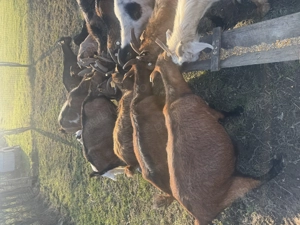 Capre de vânzare arges - imagine 2