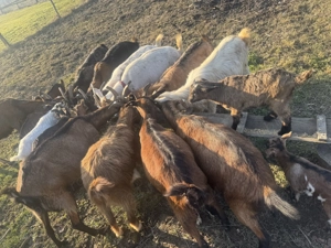 Capre de vânzare arges - imagine 3