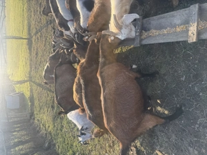 Capre de vânzare arges - imagine 4