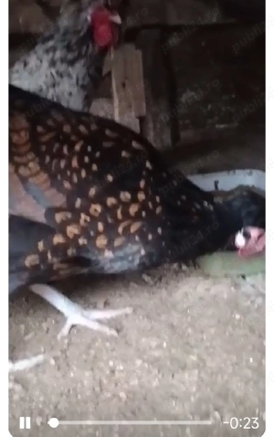 oua de la gaini brahma motate ,paduana ,strumshy batan si mi de flory,cocosei brahma si puisori - imagine 3