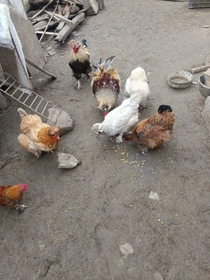 oua de la gaini brahma motate ,paduana ,strumshy batan si mi de flory,cocosei brahma si puisori - imagine 5