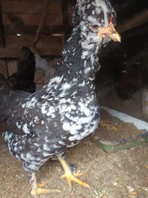 oua de la gaini brahma motate ,paduana ,strumshy batan si mi de flory,cocosei brahma si puisori - imagine 4