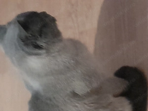 Vînd sau schimb cu cine asia centrala alabai detali în privat - imagine 2