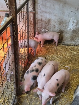 Vand purceii pietrani 