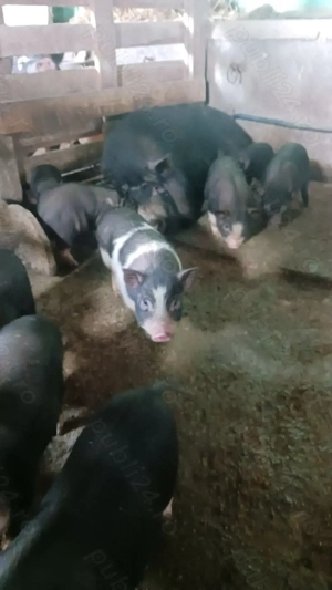 De vnzare Purcei  vietnamezi