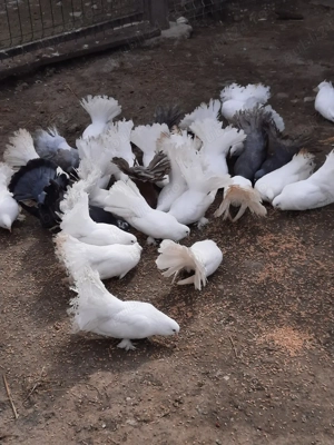 porumbei voltați Indieni - imagine 3