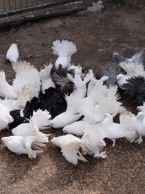 porumbei voltați Indieni - imagine 4