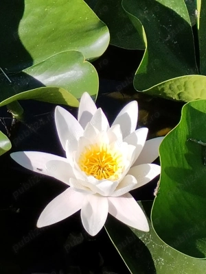 Pentru doamne peste 60 ani