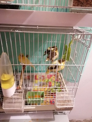 Canari de vânzare  - imagine 5