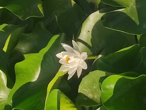 Pentru cupluri mature