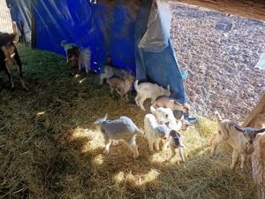 Capre si iezi de vanzare - imagine 2