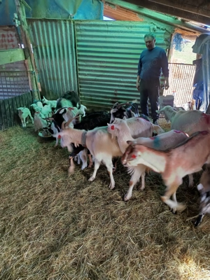 Capre si iezi de vanzare