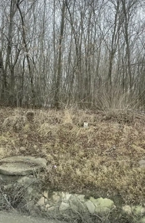 Teren cu livada de vanzare