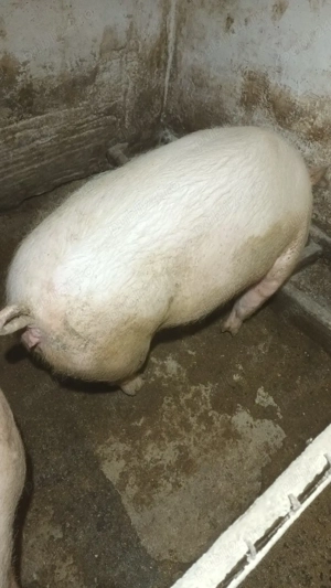 Vand pentru sacrificat - imagine 2