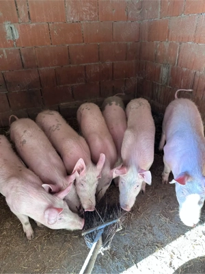 vand purcei - imagine 2