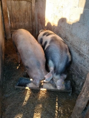 De vanzare - imagine 2