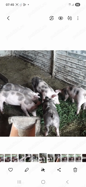 purcei de vânzare  - imagine 2