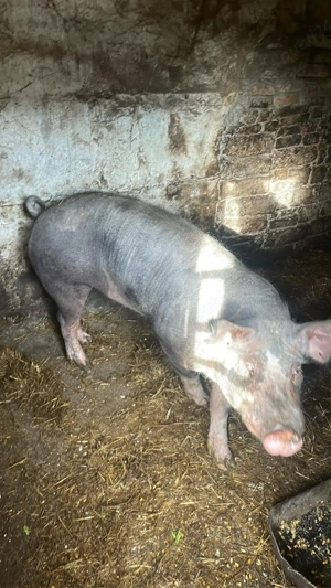 vand vier pietran  - imagine 2