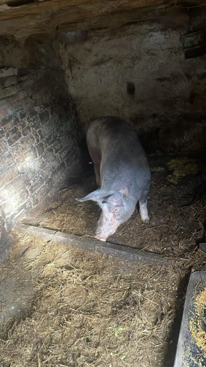 vand vier pietran  - imagine 3