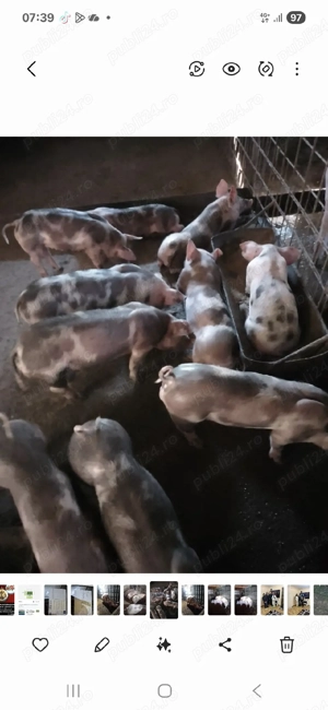 purcei de vânzare  - imagine 3