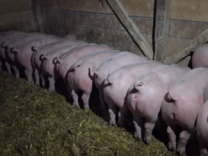 vând soldani, medie  55 kg  Rasa de calitate Marele Alb &Pic, carne 100%!(masculi castraţi)