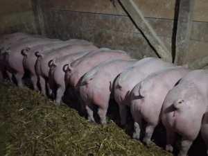 vând 24 soldani  medie 55 kgRasa de calitate Marele Alb &Pic, carne  100%!(masculi castraţi)