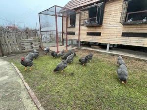 Vand oua plymouth rock barat  - imagine 2