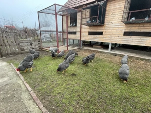 Vand oua plymouth rock barat  - imagine 4