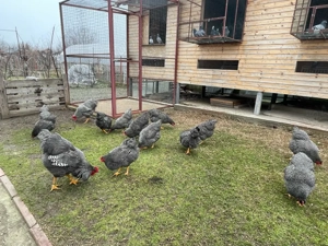 Vand oua plymouth rock barat  - imagine 3