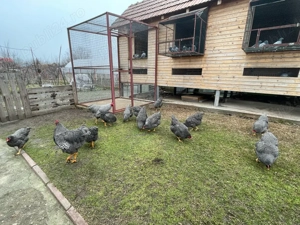 Vand oua plymouth rock barat  - imagine 5