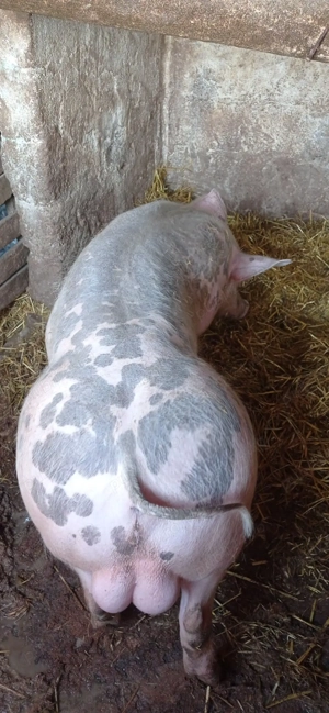 Vând 1 vier și 2 purcele pietran 