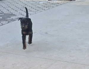 Jagd Terrier ,mascul - imagine 2