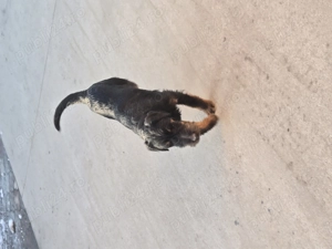 Jagd Terrier ,mascul - imagine 3