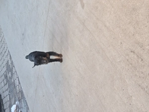 Jagd Terrier ,mascul