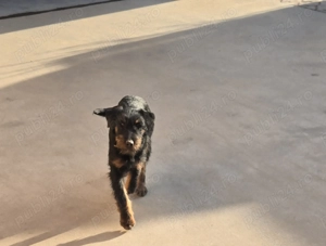 Jagd Terrier ,mascul - imagine 5