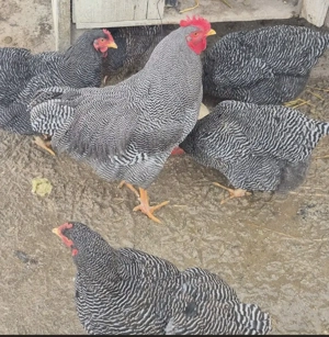 Ouă de Plymouth rock barat pentru incubat 