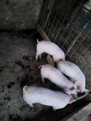 Purcei 9 săptămâni - imagine 2