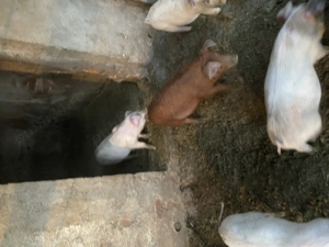 Vand purcei landras cu duroc de 3 luni - imagine 4