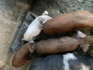 Vand purcei landras cu duroc de 3 luni