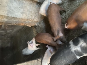 Vand purcei landras cu duroc de 3 luni - imagine 2