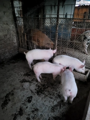 Purcei 9 săptămâni - imagine 3