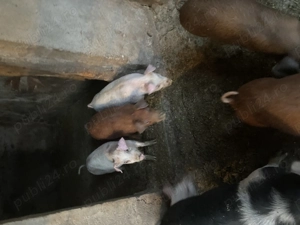 Vand purcei landras cu duroc de 3 luni - imagine 5
