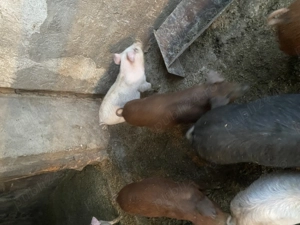 Vand purcei landras cu duroc de 3 luni - imagine 3