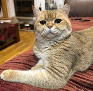 Mascul british shorthair golden 