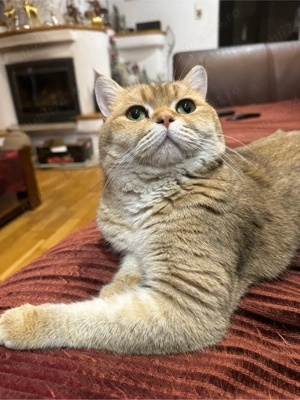 Mascul british shorthair golden  - imagine 6